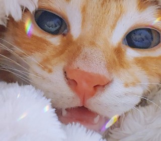 한국 고양이 무료분양