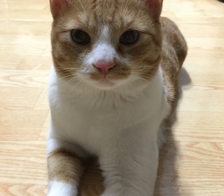 한국 고양이 무료분양