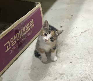 한국 고양이 무료분양