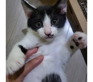 한국 고양이 무료분양