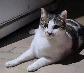 한국 고양이 무료분양