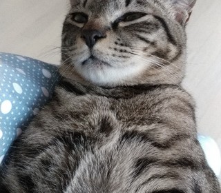한국 고양이 무료분양