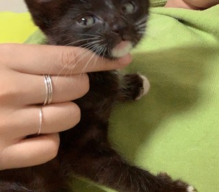 한국 고양이 무료분양