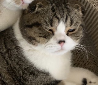 스코티쉬 폴드 무료분양