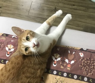 한국 고양이 무료분양