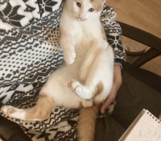 한국 고양이 무료분양