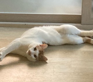 한국 고양이 무료분양