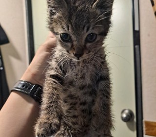 한국 고양이 무료분양