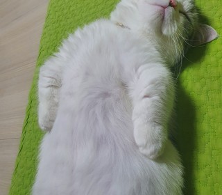 기타 무료분양