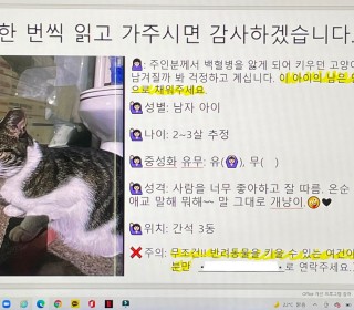 한국 고양이 무료분양