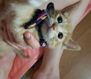 한국 고양이 무료분양