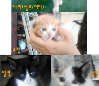기타 무료분양