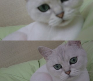 페르시안 무료분양