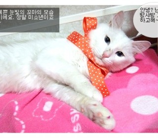 터키쉬앙고라 무료분양