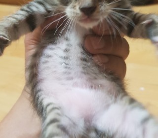 한국 고양이 무료분양