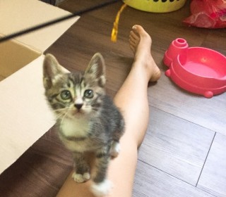 한국 고양이 무료분양