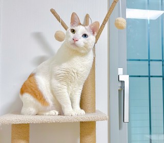 한국 고양이 무료분양