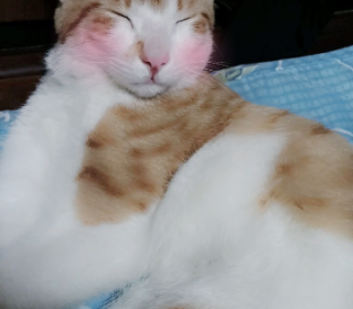 한국 고양이 무료분양