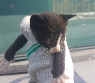 한국 고양이 무료분양