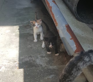 한국 고양이 무료분양