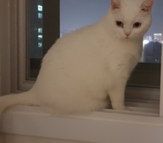 스코티쉬 폴드 무료분양