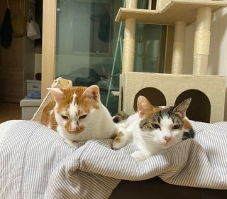 한국 고양이 무료분양