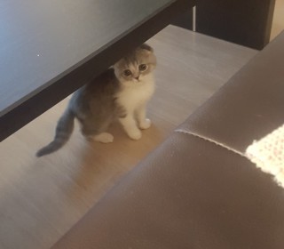 스코티쉬 폴드 무료분양