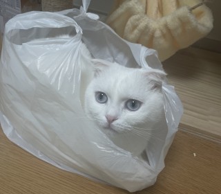 스코티쉬 폴드 무료분양