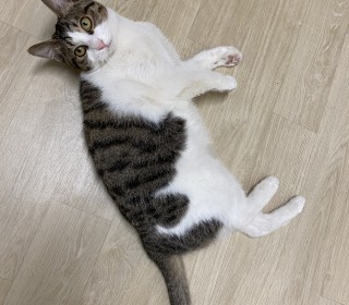 한국 고양이 무료분양