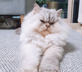 페르시안 무료분양