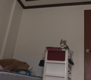 한국 고양이 무료분양