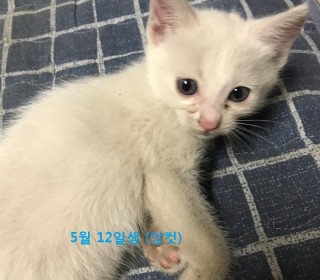 한국 고양이 무료분양