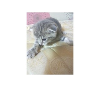 스코티쉬 폴드 무료분양