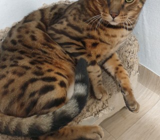 기타 무료분양