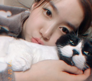 한국 고양이 무료분양
