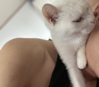 터키쉬앙고라 무료분양