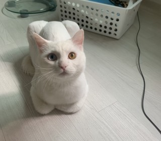 터키쉬앙고라 무료분양