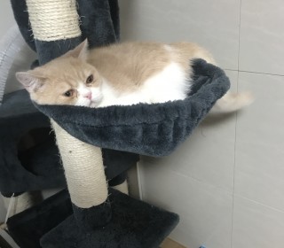 브리티쉬숏 무료분양