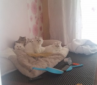 페르시안 무료분양