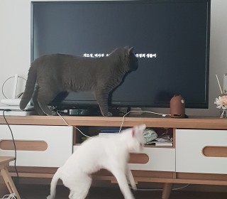 브리티쉬숏 무료분양