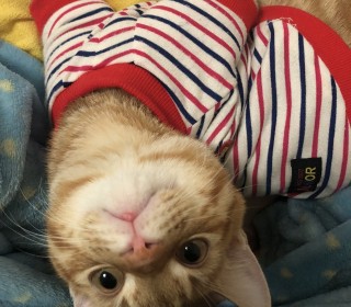 브리티쉬숏 무료분양