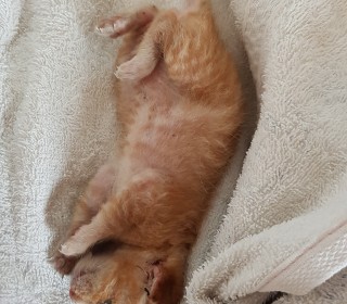 한국 고양이 무료분양