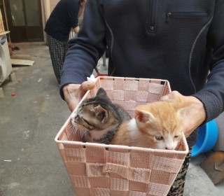 한국 고양이 무료분양
