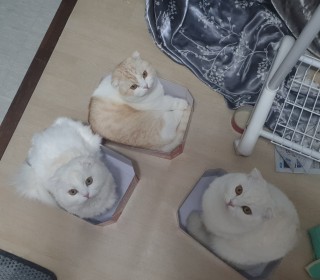 기타 무료분양