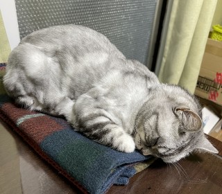 아메리칸 숏헤어 무료분양