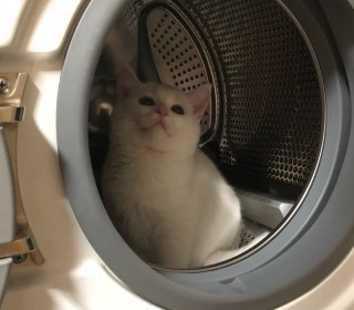 아메리칸 숏헤어 무료분양