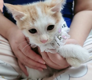 한국 고양이 무료분양
