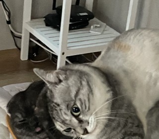 아메리칸 숏헤어 무료분양