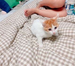한국 고양이 무료분양