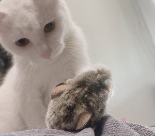기타 무료분양